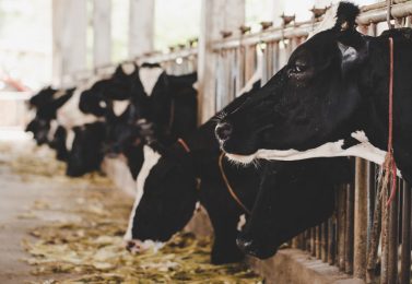 اهمیت کیفیت آب در پرورش گاو شیری
