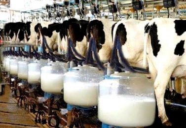آماده کردن گاوها در دوره انتقال برای اوج تولید شیر